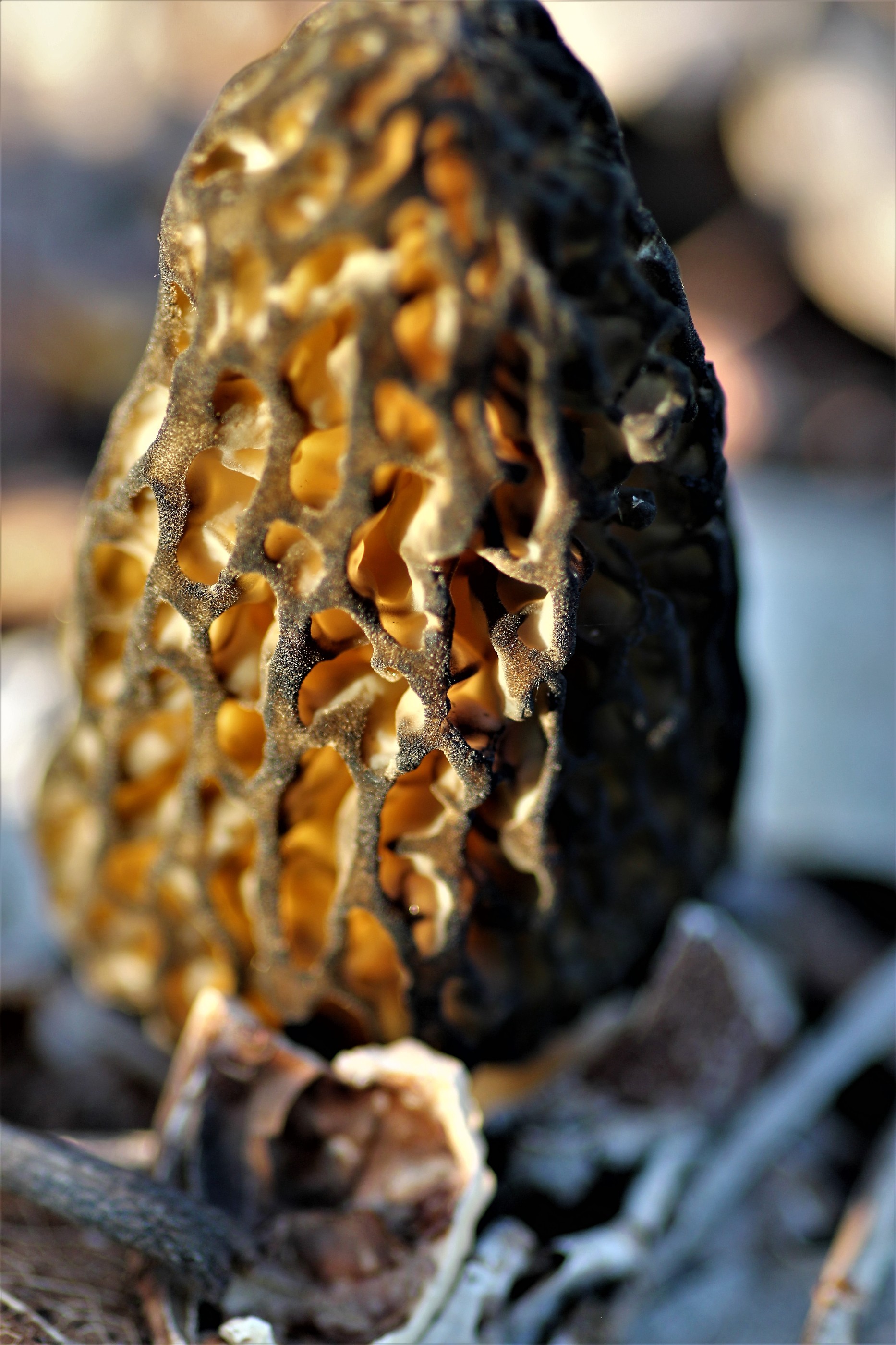 Morille à St.Lègier